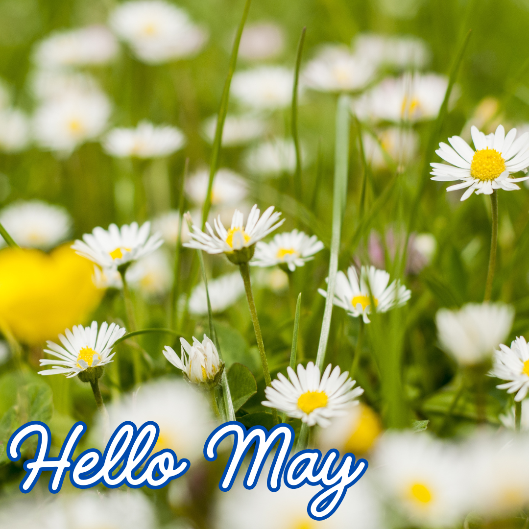 Hello May - Daisies